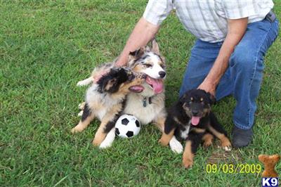 Australian Shepherd Puppy for Sale